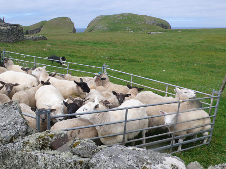 Shearing Time