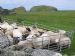 Shearing Time